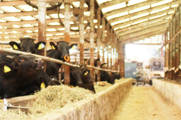 指定牧場と連携した“見える安心”の仕入れ体制